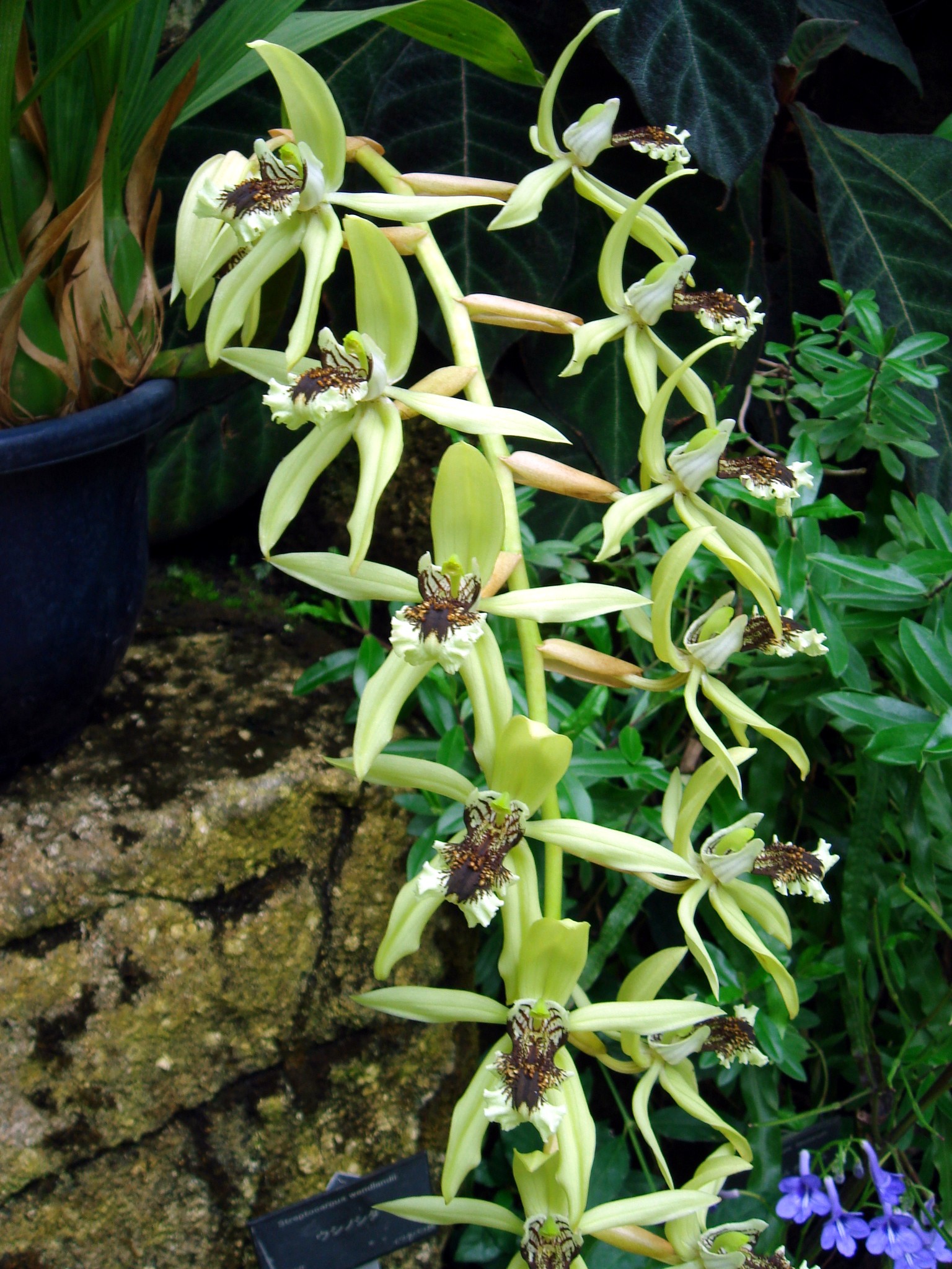 Coelogyne pandurata Lindley